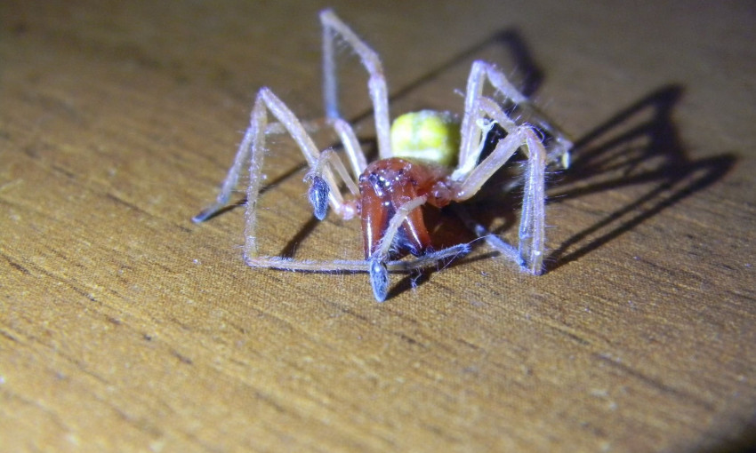Запорожец поймал в своей постели опасного паука