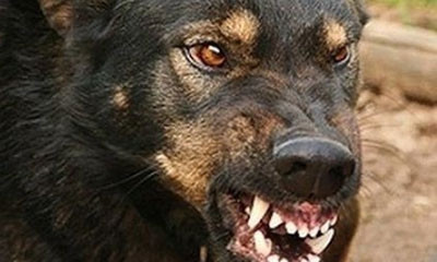 В Запорожской области бродячий пёс искусал ребёнка (ФОТО)