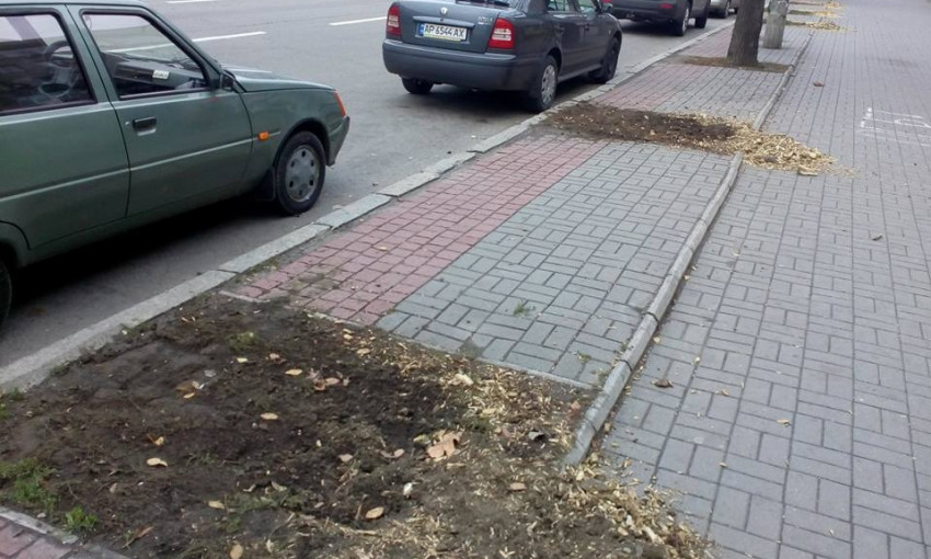 Кощунство: Запорожцы задают вопрос действующему мэру по поводу спиленных деревьев "народного мэра" (ФОТО)
