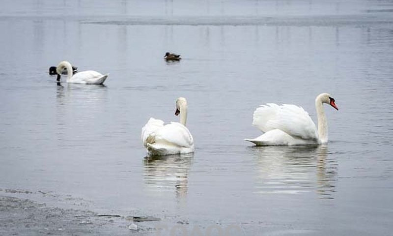 Лебеди зимуют в Запорожье