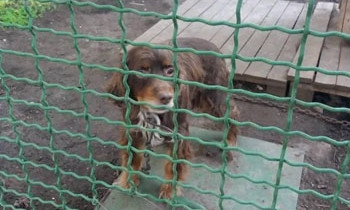 Волонтеры просят спасти молодого пса, которого хотят усыпить (ФОТО)