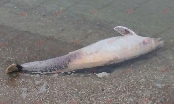 На запорожском курорте на берег выбросило труп дельфина (ФОТО)