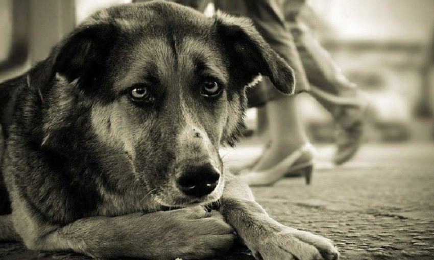 В Запорожье спасали пса, который застрял в дереве (ФОТО)