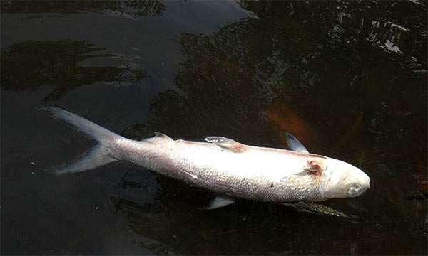 Под Запорожьем в водоеме массово погибла рыба (ФОТО) 
