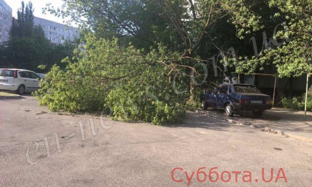 В Запорожской области дерево рухнуло на машину (ФОТО)