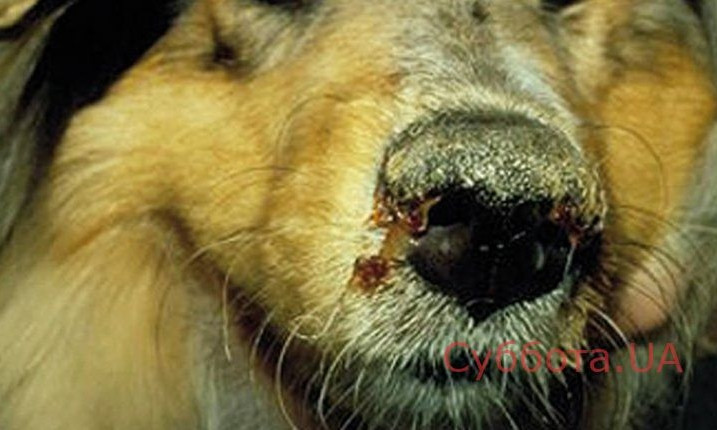 В Запорожье обнаружили чумную собаку в тяжелом состоянии (ФОТО)