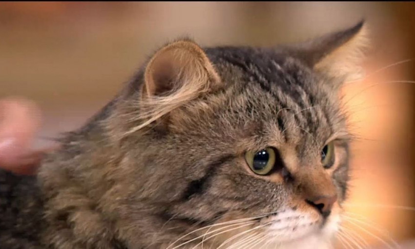 В Запорожье кот-"британец", которого отвели на усыпление, обрел новый дом (ФОТО)