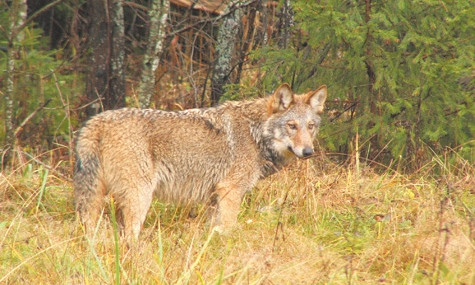 В Запорожской области свирепствуют волки