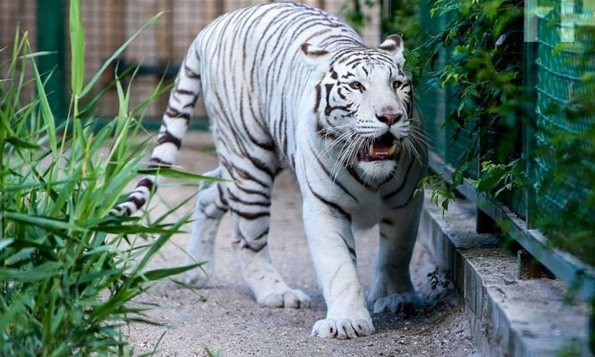 Белая тигрица стала мамой