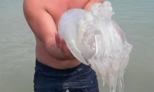 В Азовском море ловят гигантских медуз