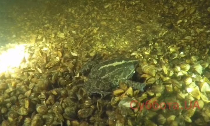 Запорожский дайвер показал сокровища подводного мира (ВИДЕО)