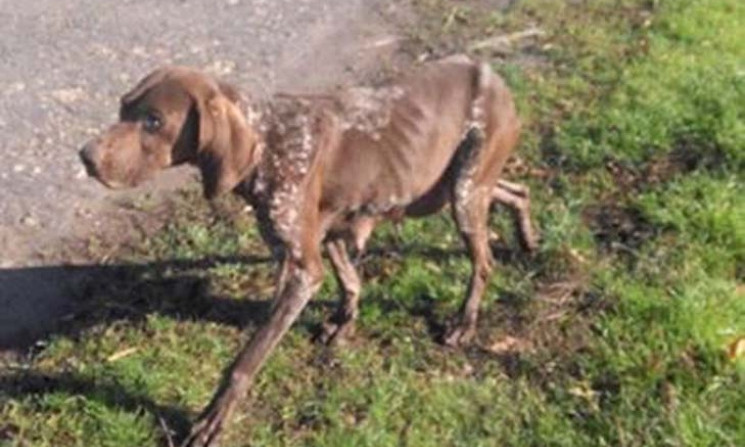 До слез: На трассе нашли исхудавшую собаку (ФОТО)
