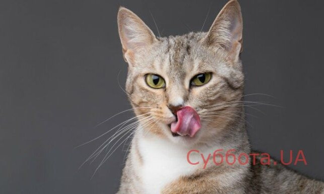 Курьезы: В супермаркете в Запорожской области "хранится" кот (ФОТО)