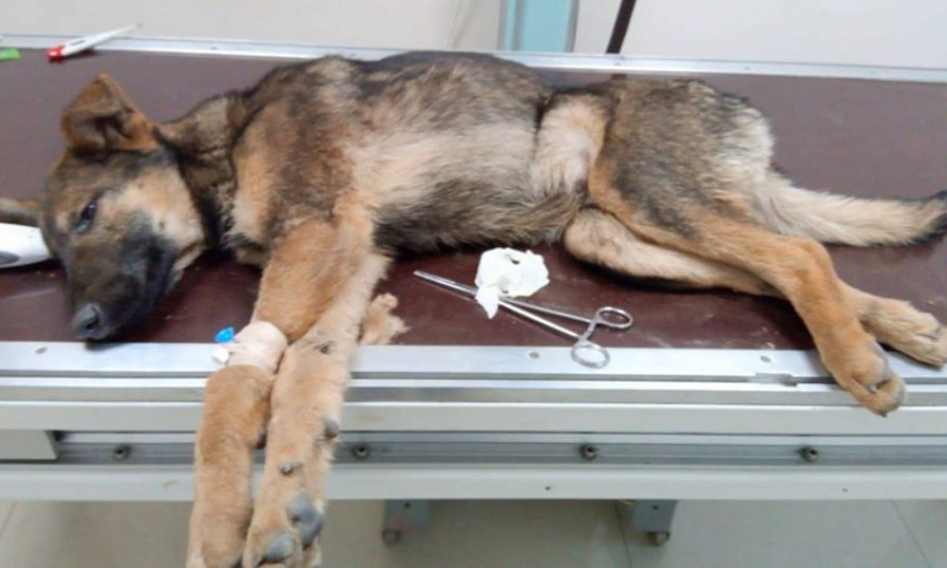 В Запорожье расстреляли щенка: Волонтеры просят помощи (ФОТО, ВИДЕО)