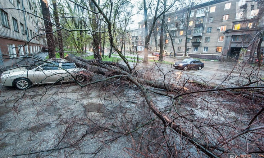 Фото: в центре Запорожья дерево упало на иномарку