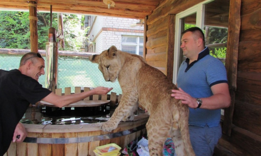 В запорожской квартире поселился лев