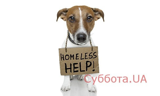 Запорожцев просят помочь найти пропавшую собаку за вознаграждение (ФОТО)