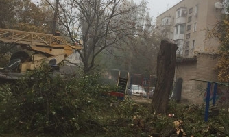 В Мелитополе кронировали дерево почти под корень (ФОТО)
