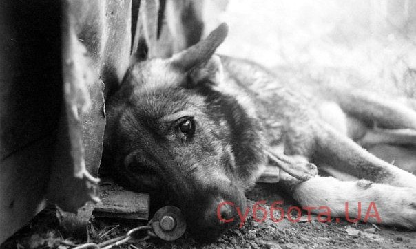 В Запорожье просят помочь собаке, которую хозяева морят голодом (ФОТО)