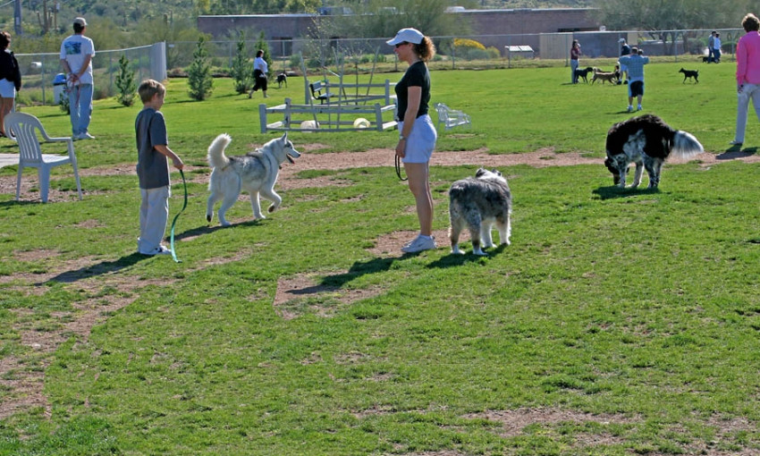 В Запорожье появится площадка для выгула собак