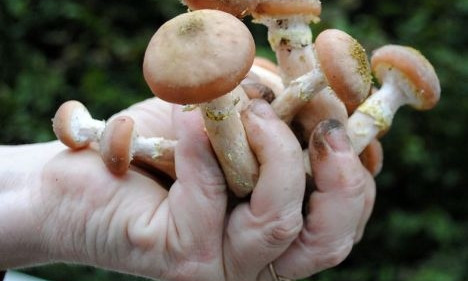 Жителей Запорожья предупреждают об опасных грибах