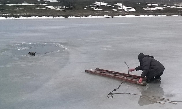 Не дали погибнуть: На запорожском курорте спасали пса, который провалился под лед (ВИДЕО) 