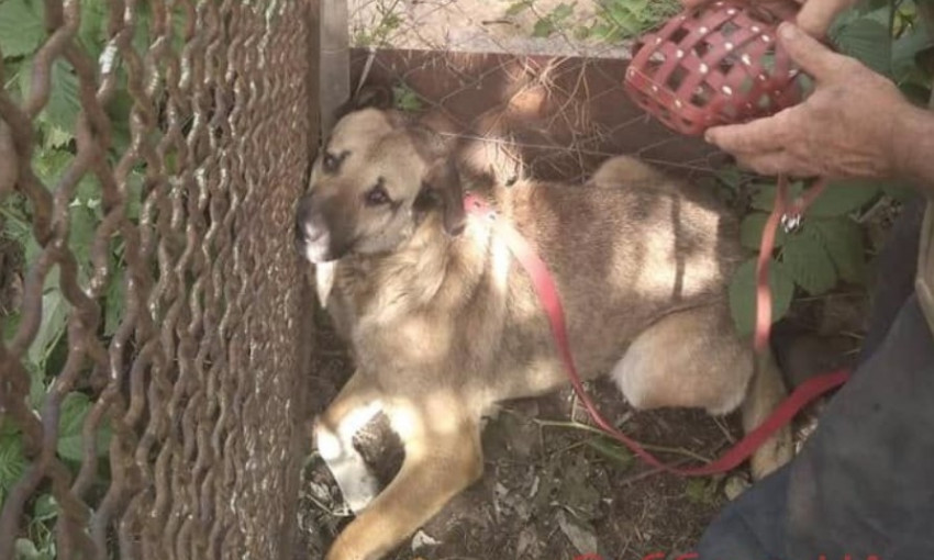 В Запорожье пес несколько дней находился рядом с умершим хозяином (ФОТО)