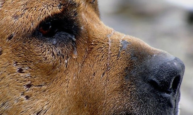 Живодер сознался в массовом отравлении собак в Запорожье (ФОТО)