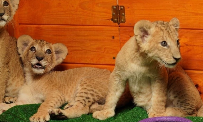 В Зоопарке "Сафари" показали маленьких львят (ФОТО)