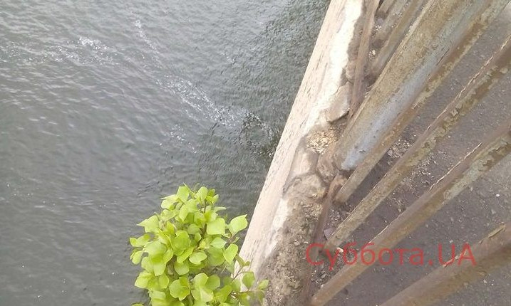 Фотофакт: В Запорожье посреди моста проросло дерево