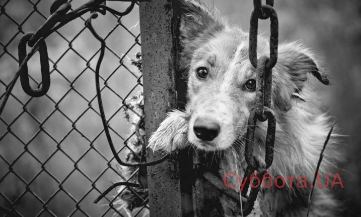 В Запорожье собаку привязли к дереву и бросили: Волонтеры просят помощи (ФОТО)