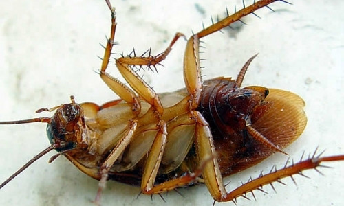Под Запорожьем в пабе тараканы падают в тарелки с едой (ВИДЕО)