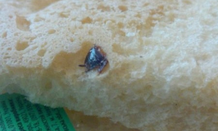 Смотрите: запорожцы купили хлеб с тараканом