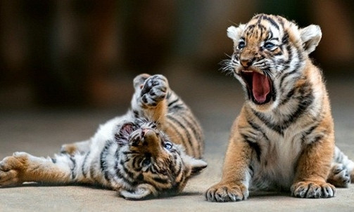 Чужих детей не бывает: В зоопарке собака стала мамой для тигрят (ФОТО)