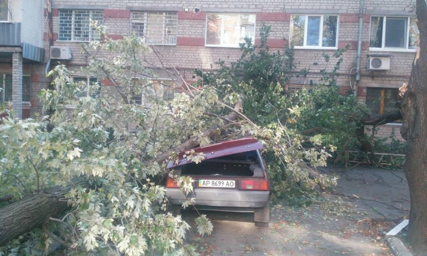 В Запорожье на автомобиль рухнуло дерево (ФОТО)