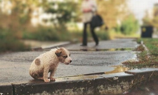 Запорожанка взяла щенка и тут же выбросила его на улицу (ФОТО, ВИДЕО)