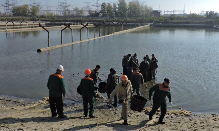 В пруд Запорожской АЭС запустили рыбок