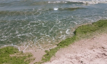 Экологическая катастрофа: Азовское море пострадает из-за Керченского моста