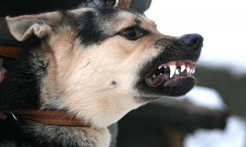 В Запорожской области бродячий пес напал на школьника. Ребенок госпитализирован