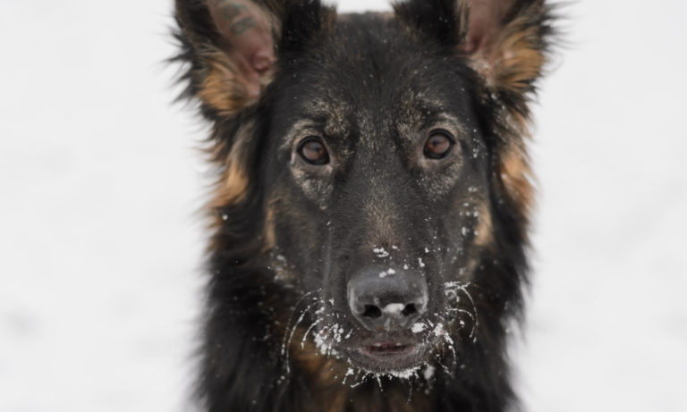 День из жизни собаки: Запорожский фотограф показал уникальные кадры (ФОТО)