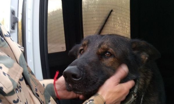 До слез: Свидетели рассказали, как нашли собаку погибшего полицейского (ФОТО)