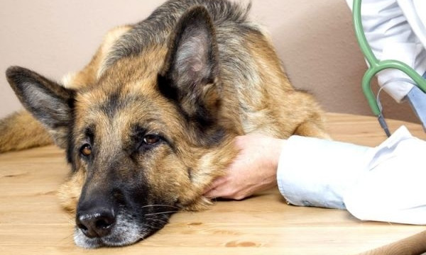 "Упала, сцепила челюсть, забилась в конвульсиях" - на запорожском курорте собаку поразило током на улице