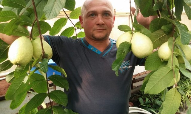 Диковинные фрукты житель Запорожской области выращивает у себя дома (ФОТО)