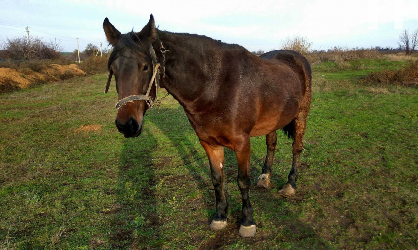 Запорожцев просят помочь спасти лошадь (ФОТО)