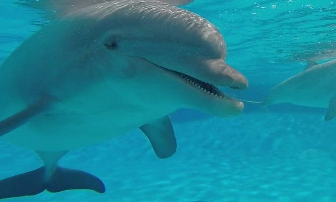 На запорожском курорте заметили семью дельфинов (ВИДЕО)