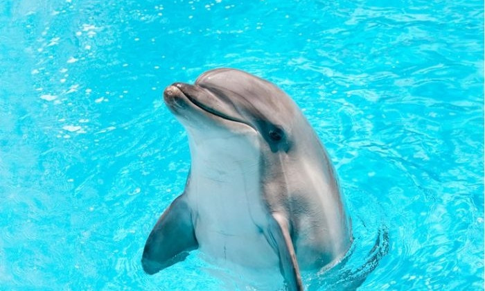 Удивительное видео: На запорожском курорте дельфин сам приплыл к людям