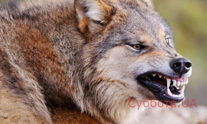 Стало известно, в каком состоянии женщина, которая пережила нападение волка (ФОТО 18+)