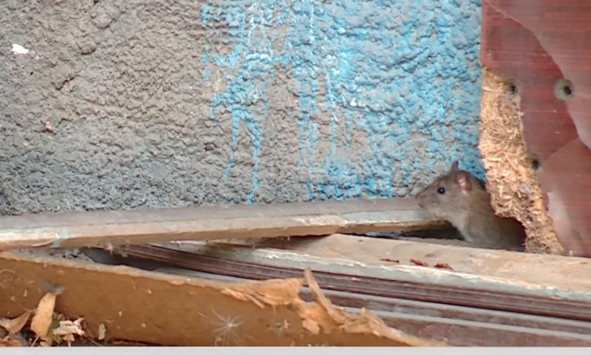 Жизнь с крысами
