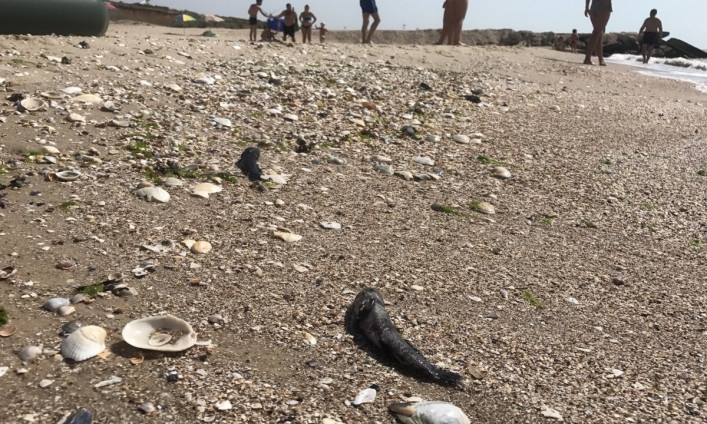 Запорожцам показали настоящую картину бердянских пляжей (ВИДЕО)