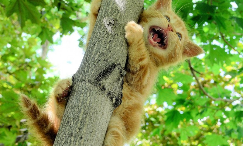 Жители многоэтажки уже неделю пытаются спасти котенка, который "плачет" на дереве